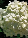 Wonderful hydrangea white petals in focus