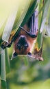 Wonderful image of a bat that was hung on a leaf of banana plant high definition image