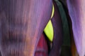 ABSTRACT- Close up of a Banana Blossom With Fruit Royalty Free Stock Photo