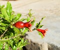 A wonderful image of a small pomegranate and a pomegranate bud on the leafy branches of a pomegranate tree in a lush garden