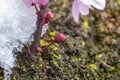 Close shot of a bud Japanese flowering cherry in Austria Royalty Free Stock Photo