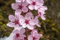 Close shot of a Japanese flowering cherry in Austria Royalty Free Stock Photo