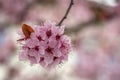 Close Shot Of A Japanese Flowering Cherry In Austria