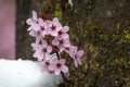 Close shot of a Japanese flowering cherry in Austria Royalty Free Stock Photo