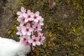 Japanese flowering cherry in Austria Royalty Free Stock Photo