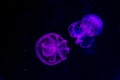 Jellyfish in blue light