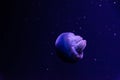 Jellyfish in blue light