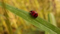 Wonderful ladybug from Thailand Royalty Free Stock Photo