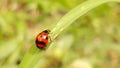 Wonderful ladybug from Thailand Royalty Free Stock Photo