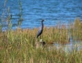 Wonderful lake habitat for a little blue heron