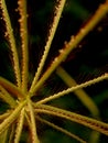 A wonderful landscape of crow foot grass flowers with green background. Royalty Free Stock Photo