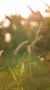 Wonderful landscape from the feather grass field in the evening sunset. serene feeling concept. countryside scenery atmosphere. im Royalty Free Stock Photo