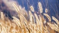 Wonderful landscape from the feather grass field in the evening sunset. serene feeling concept. countryside scenery atmosphere. Royalty Free Stock Photo