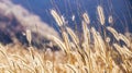 Wonderful landscape from the feather grass field in the evening sunset. serene feeling concept. countryside scenery atmosphere. Royalty Free Stock Photo