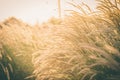 Wonderful landscape from the feather grass field in the evening sunset silhouette. serene feeling concept. countryside scenery atm Royalty Free Stock Photo