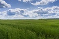 The field is sown with barley. Royalty Free Stock Photo