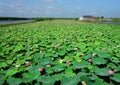 Wonderful landscape, lotus flower,Vietnam travel