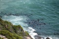 Wonderful landscape with many seals at the hiking trail at Robberg Nature Reserve in Plettenberg Bay, South Africa Royalty Free Stock Photo