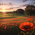 Wonderful landscape during sunrise. Blooming red poppies on field against the sun, blue sky. Wild flowers in Royalty Free Stock Photo