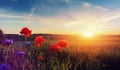 Wonderful landscape during sunrise. Blooming red poppies on field against the sun, blue sky. Wild flowers in springtime. Beautiful Royalty Free Stock Photo