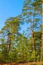 Wonderful landscape in vertical orientation with incredible pine trees with intertwined and curves branches. Belarusian nature.