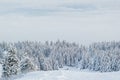 Wonderful landscape of winter Carpathian Mountains, Ukraine. Dense woods covered with pure snow. Panoramic mountain view on a