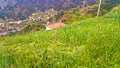 Madeira Island Wallpapers and Photos Vegetation Royalty Free Stock Photo
