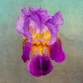 Wonderful large purple bearded Iris