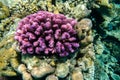 wonderful lilac corals at the reef in clear water from the red sea