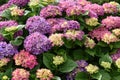 Wonderful lilac and pink hydrangea flowers Royalty Free Stock Photo