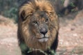 Wonderful lion south africa