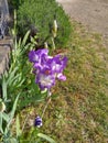 Wonderful little colored flowers