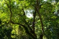 Wonderful low angle shot of trees in a tropical forest with blurry motion drone Royalty Free Stock Photo