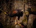 A wonderful majestic brown steppe eagle