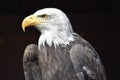 Wonderful majestic portrait of an american bald eagle with a black background Royalty Free Stock Photo