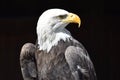 Wonderful majestic portrait of an american bald eagle with a black background Royalty Free Stock Photo