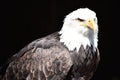 Wonderful majestic portrait of an american bald eagle with a black background Royalty Free Stock Photo