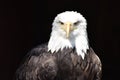 Wonderful majestic portrait of an american bald eagle with a black background Royalty Free Stock Photo