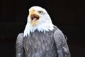 Wonderful majestic portrait of an american bald eagle with a black background Royalty Free Stock Photo