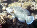 Wonderful maori wrasse with colorful coral background in detailed view in Red Sea Royalty Free Stock Photo