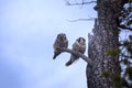 Wonderful married couple. Pair of barred owls on dry tree in taiga