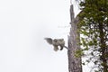 Wonderful married couple. Pair of barred owls on dry tree in taiga