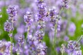 wonderful meadow with growing violet lavendula Royalty Free Stock Photo