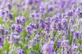 wonderful meadow with growing violet lavendula Royalty Free Stock Photo