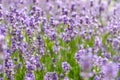 wonderful meadow with growing violet lavendula Royalty Free Stock Photo
