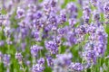 wonderful meadow with growing violet lavendula Royalty Free Stock Photo