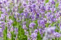 wonderful meadow with growing violet lavendula Royalty Free Stock Photo