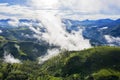 Wonderful misty morning above tea plantation Royalty Free Stock Photo