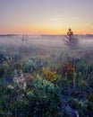 Wonderful misty morning on the glade - tranquility sunrise near the swamp