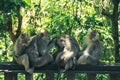 A family of monkeys take care of each other while sitting in the jungle Royalty Free Stock Photo